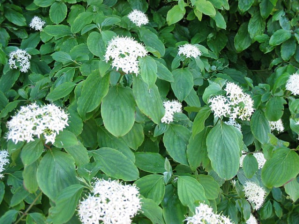 Cornus sanguinea Roter Hartriegel